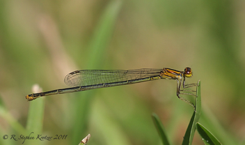 Enallagma pollutum, male